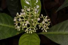 Psychotria flavida